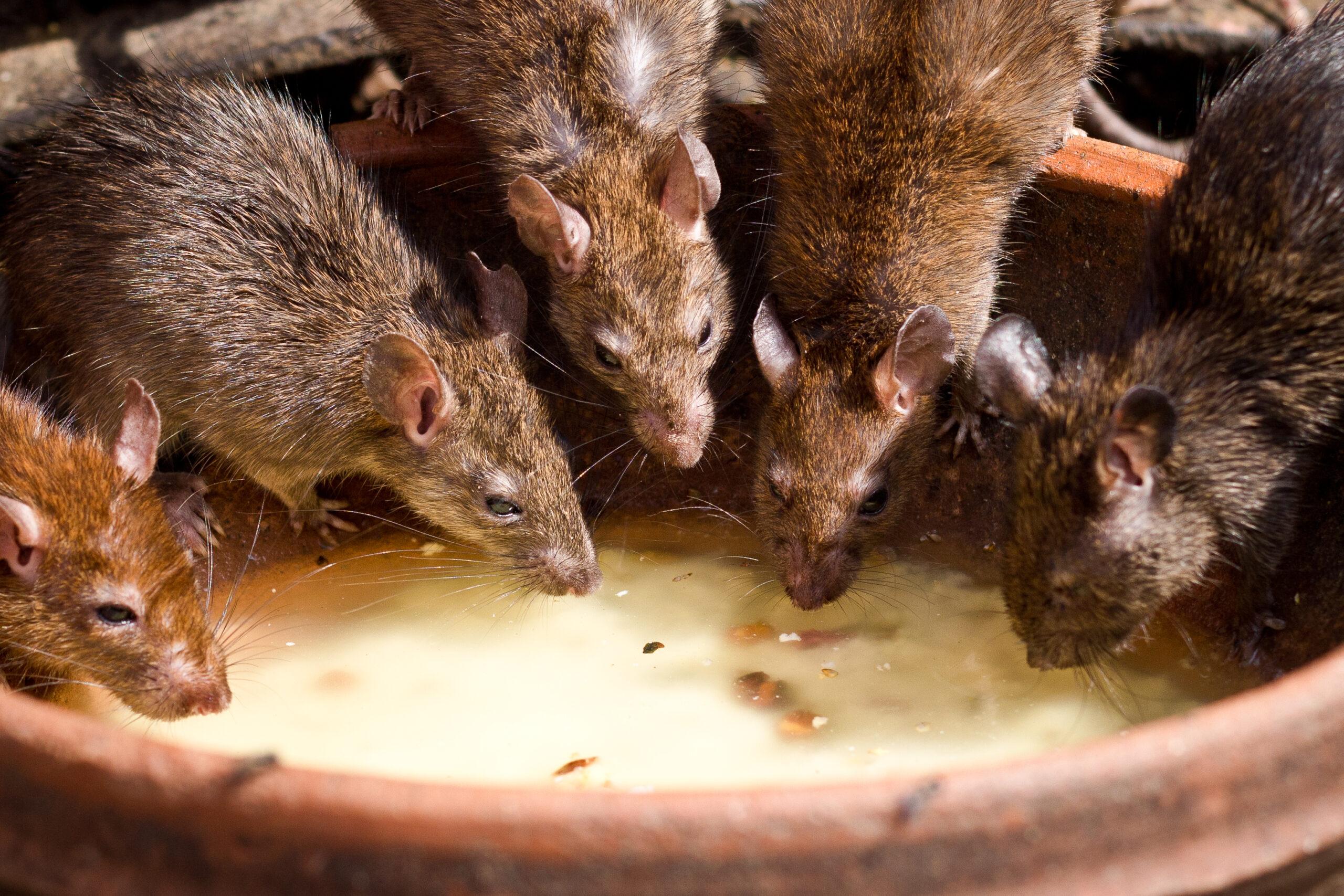rats.jpg